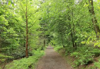 maxim7182-forest-5176376